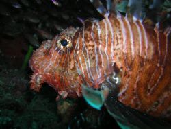 Lionfish hanging about as they do in the Indian Ocean off... by Paul Sedory 